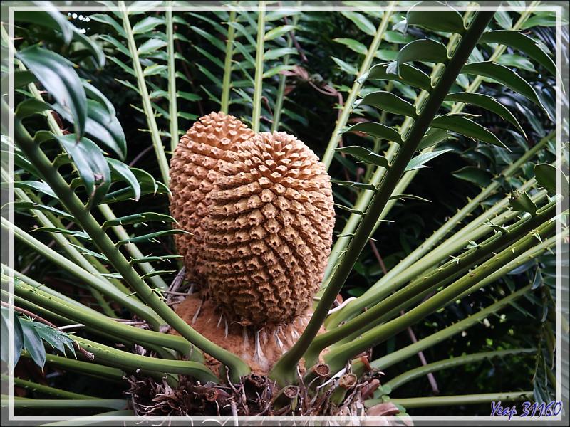 Cycas femelle, Modjadji cycad, Modjadji broodboom (Encephalartos Transvenosus) - Jardin de Kirstenbosch - Cape Town - Afrique du Sud