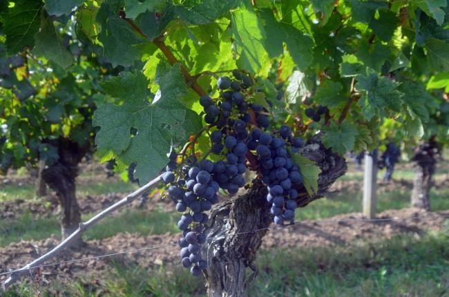 Vacances en aquitaine 6 - Visite de Saint-Emilion