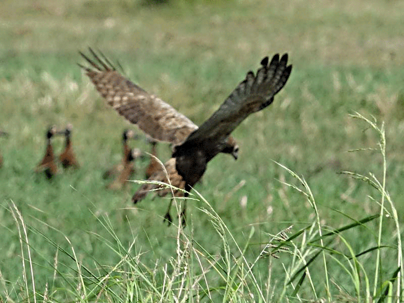 Un Busard grenouillard (Circus ranivorus) attaque, en plusieurs étapes, un gros oiseau (cormoran ?) - Safari nautique - Parc National de Chobe - Botswana