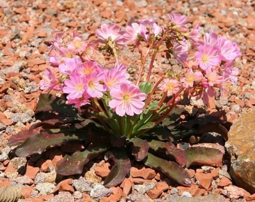 Fleurs cultivées : Lewisia