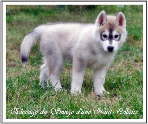 Chiot Husky Femelle 2 (58j)