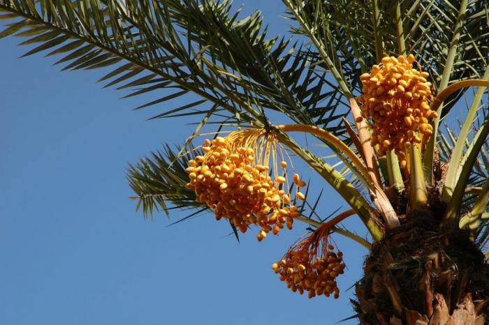 Fruits du mois d'Avril