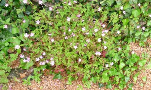 Ma mauvaise herbe est un géranium !