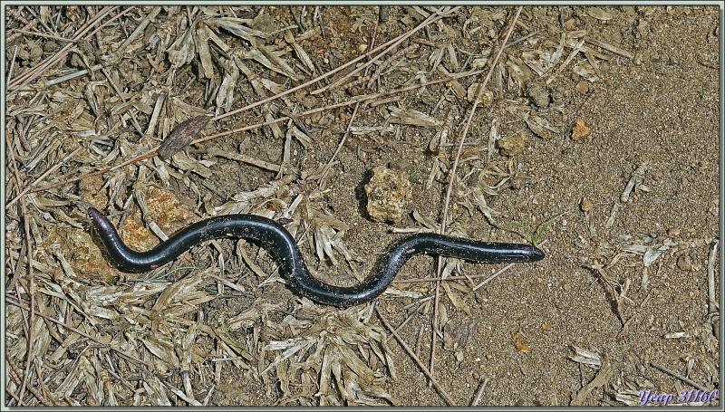 Retour vers l'hôtel avec rencontre, dans la forêt, d'un bizarre amphibien apode : un Gymnophiona, appelé Cécilie (Hypogeophis rostratus) - Ile Silhouette - Seychelles