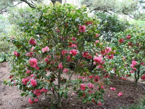 Fleurs cultivées : Camélia