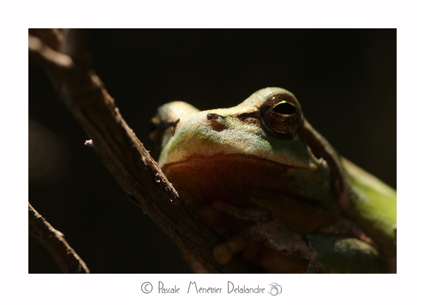Rainette Méridionale - Hyla meridionalis