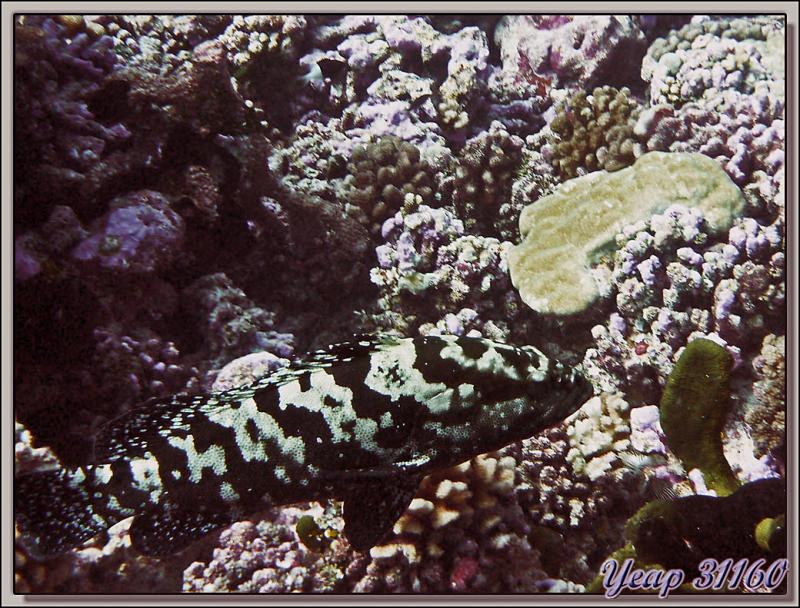Loche marbrée (Epinephelus polyphekadion) - Passe Avatoru - Rangiroa - Tuamotu - Polynésie française