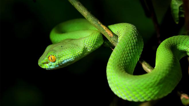 Tiny DNA tweaks made snakes legless | Science | AAAS