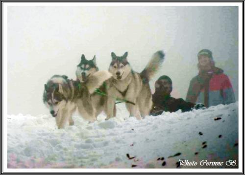 Huskys à la neige (20 décembre 2017)