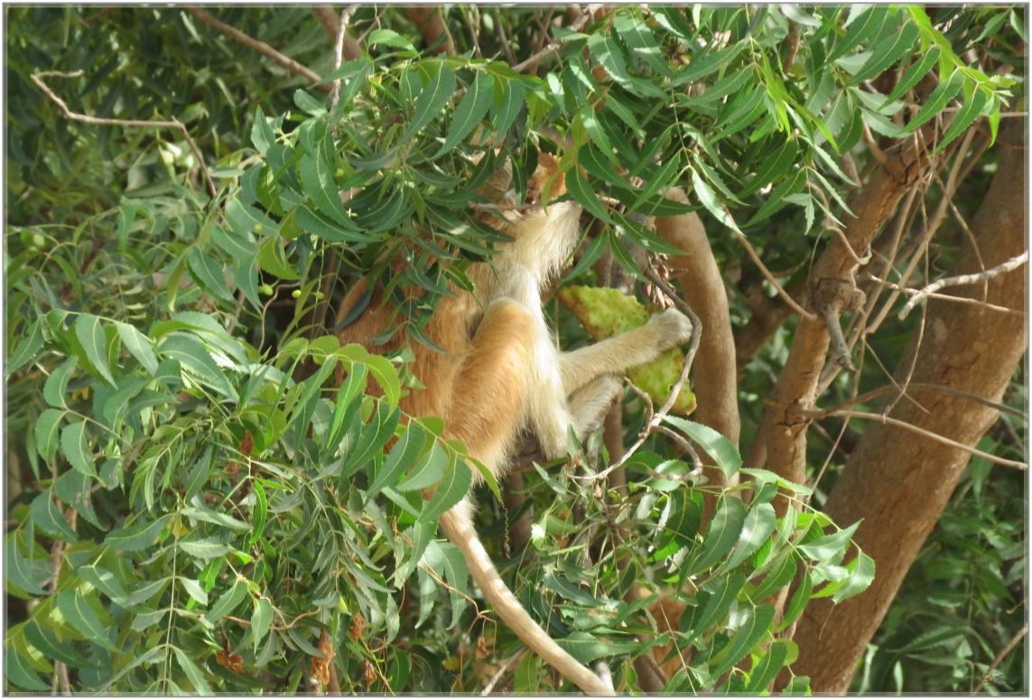BOUJOUR  LES  SINGES  nov2023