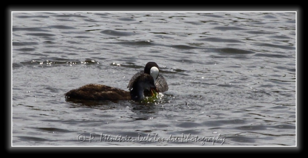 Famille Foulques en balade...