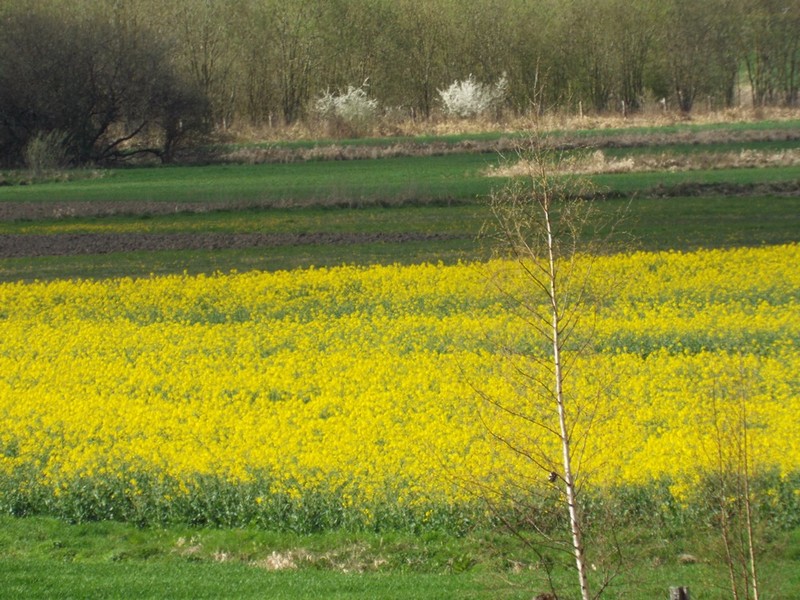 colza