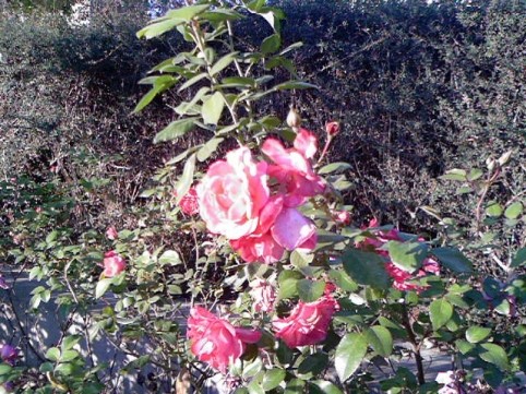 Image20
