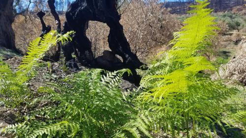 La flamme de l'espoir