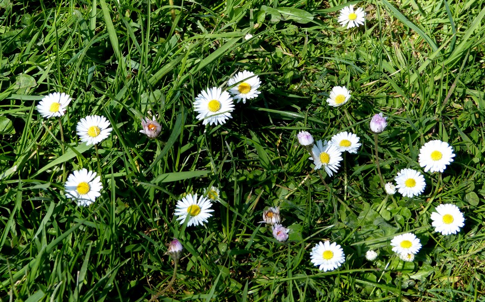 DRELING, DRELONG, DRELING, DRELONG etc ...