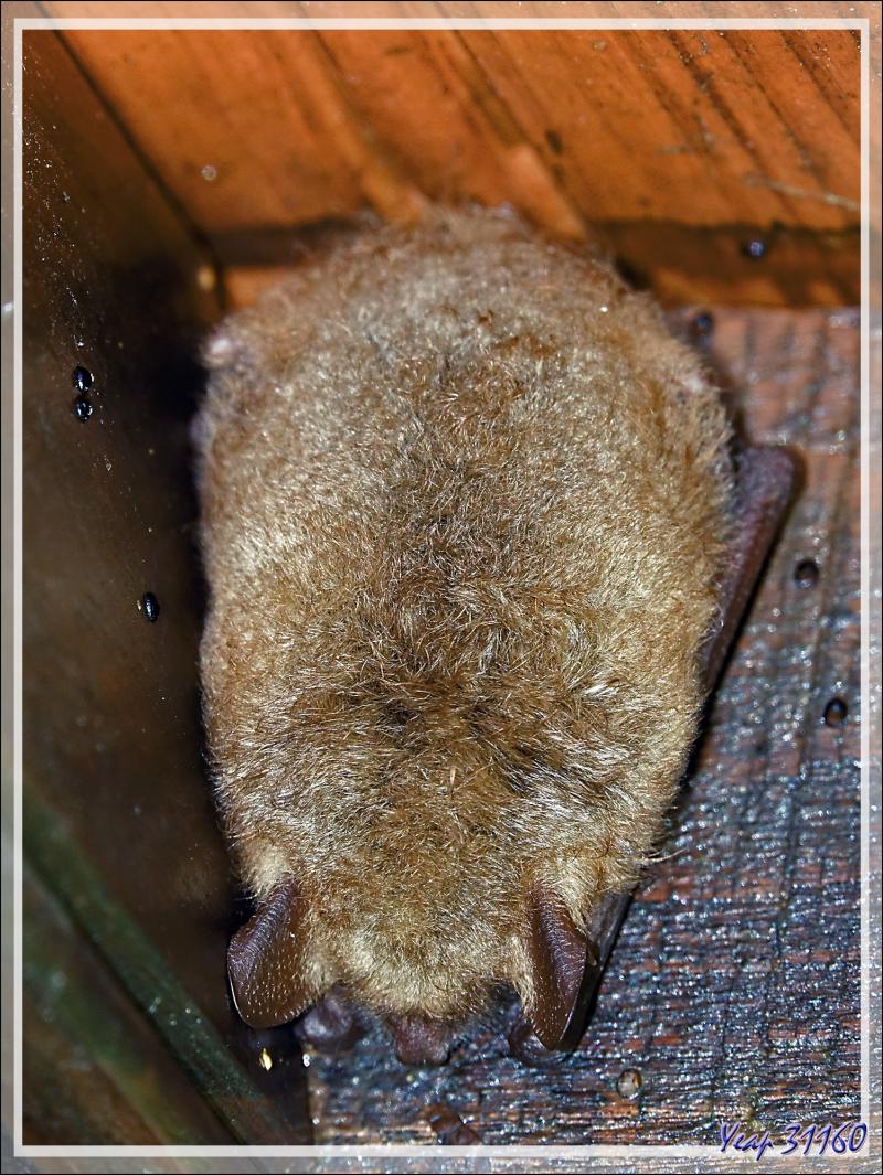 Chauve-souris indéterminée - Lartigau - Milhas - 31