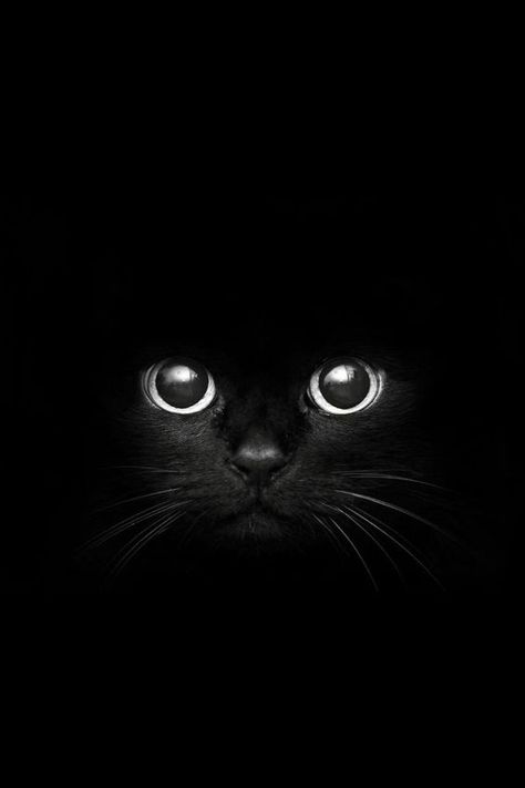 Chats marrants
