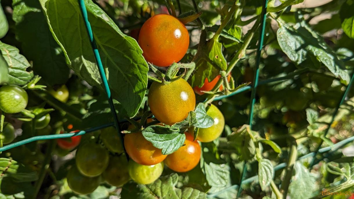photos plaisir dans le jardin