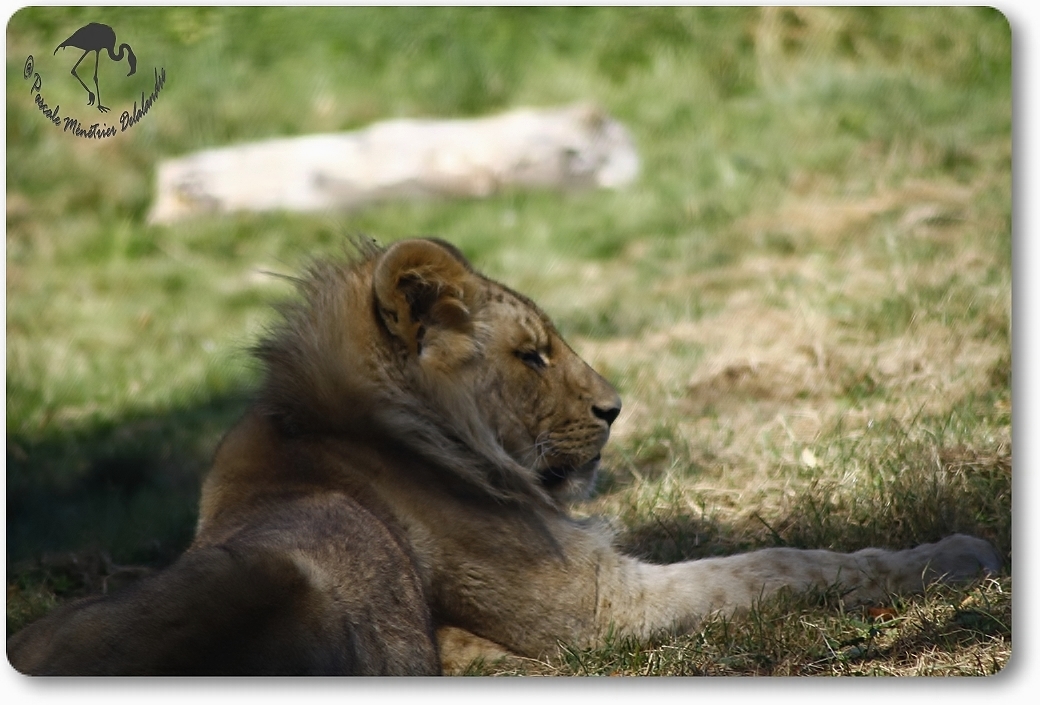 Jeune lion... (Parc aux félins - Nesles - 77)