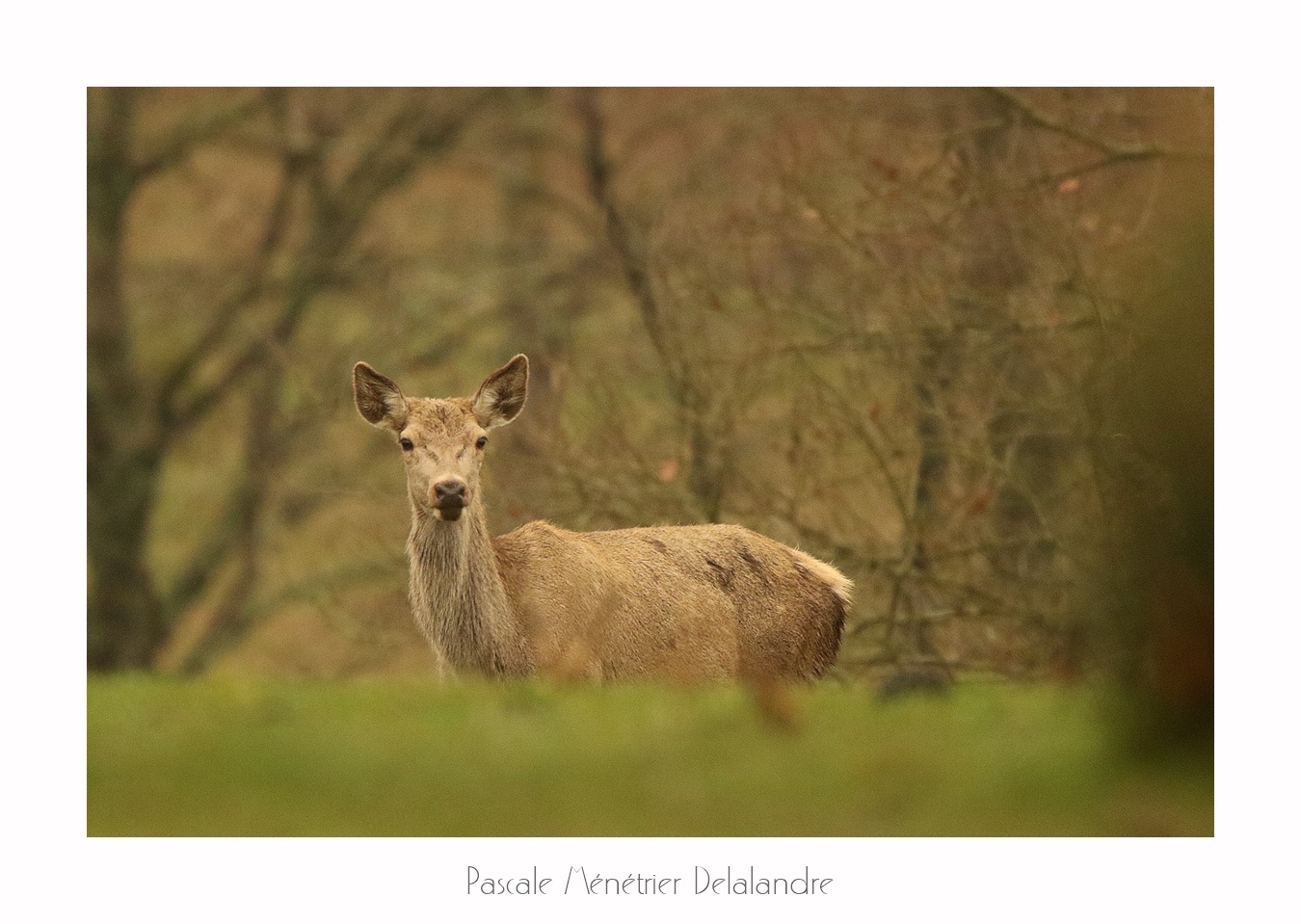 Biches élaphes (Landes de Gascogne)