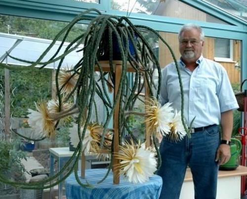 Fleurs cultivées :Selenicereus grandiflorus
