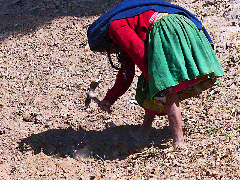 Travail de la terre à l'île Taquile (animation gif) - Lac Titicaca - Pérou