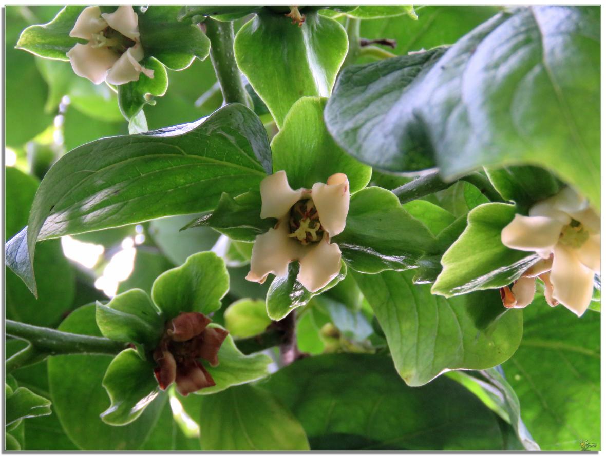 REVENONS AU JARDIN 