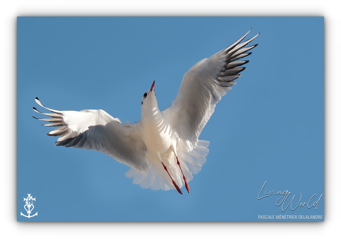 Dans le sable, dans l'eau ou dans les airs... seule ou en groupe.