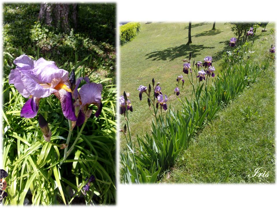 Les premières fleurs de mai 