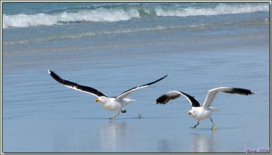 L'envol des Goélands dominicains (Larus dominicanus) - Volunteer Point - Falkland Islands, Iles Malouines, Islas Malvinas