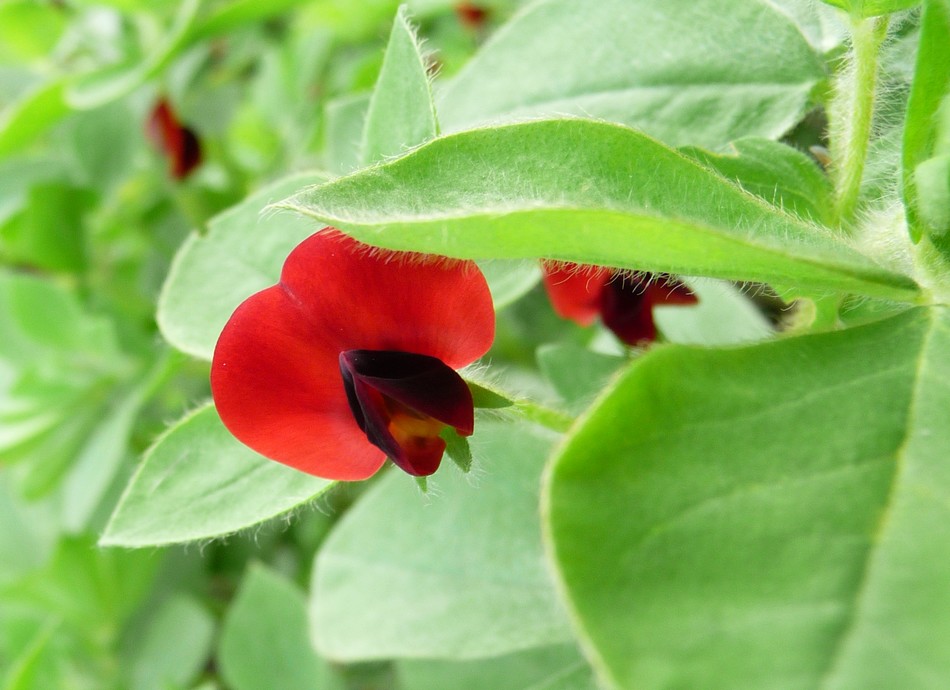 Jardin des plante, décembre 2015