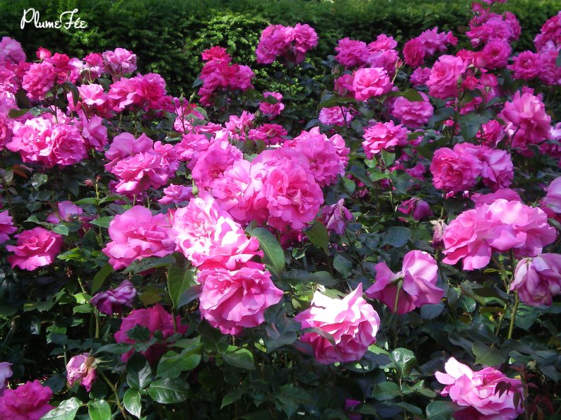 Image009.jpg