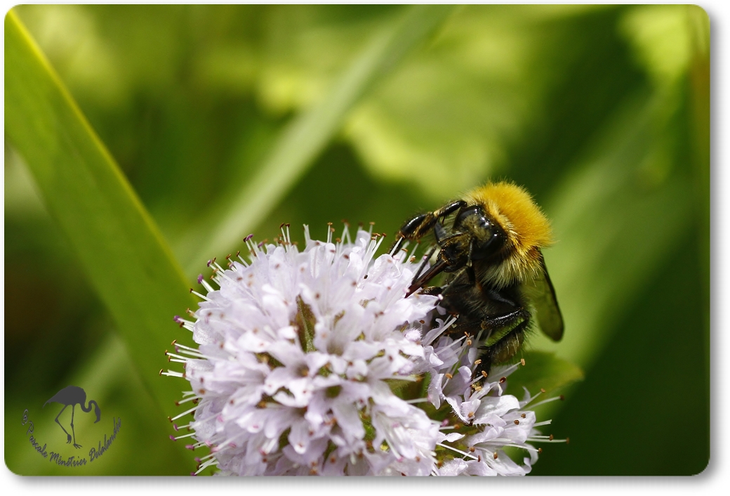 Bombus pascuorum =Thoracobombus - Bourdon des champs