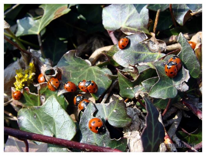 Les coccinelles  pointent leurs antennes 