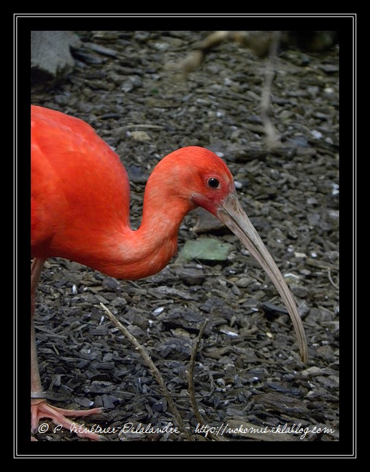 Ibis rouges...