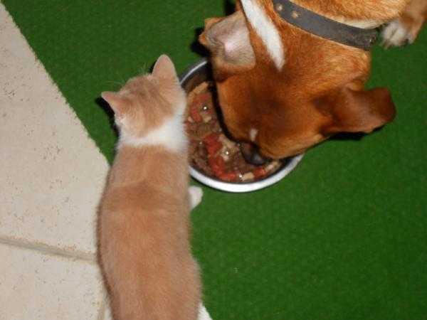 Quelques nouvelles des fauves ... !!!