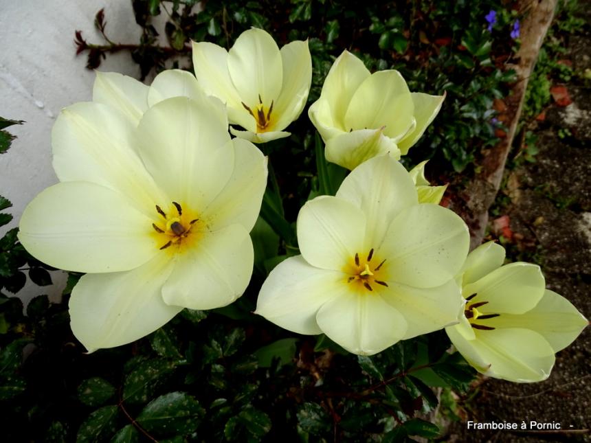 Le printemps au jardin - 2022 - Tulipe