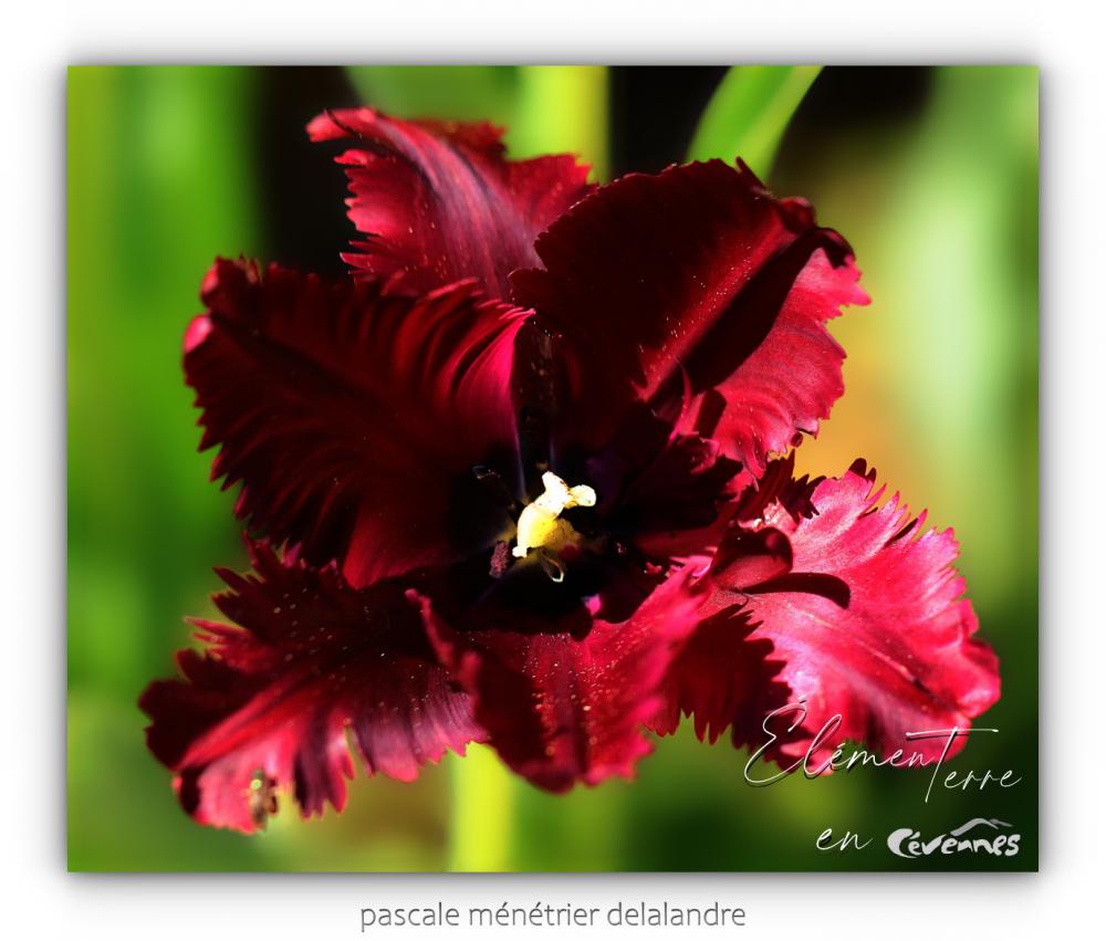 Tulipe Perroquet Black Parrot