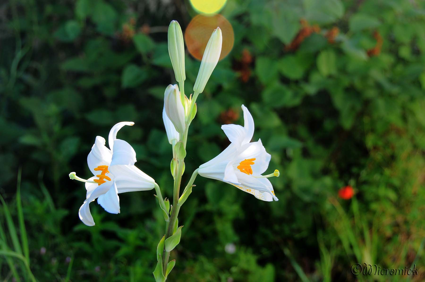 Fleur de lys blanc (Lilium candidum) - Micromick