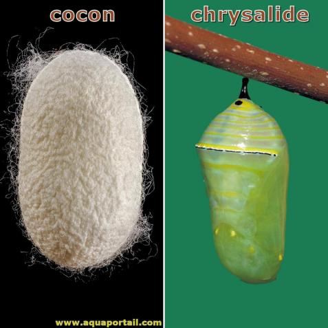 Quelques Papillons... (autres familles)