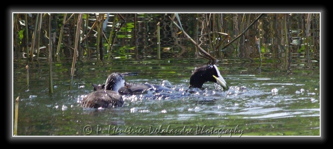 Famille de foulques macroules...