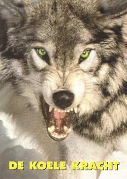 Loups de Sibérie (Canis lupus albus)
