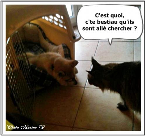 Chat se passe bien ? (5 mars 2015)