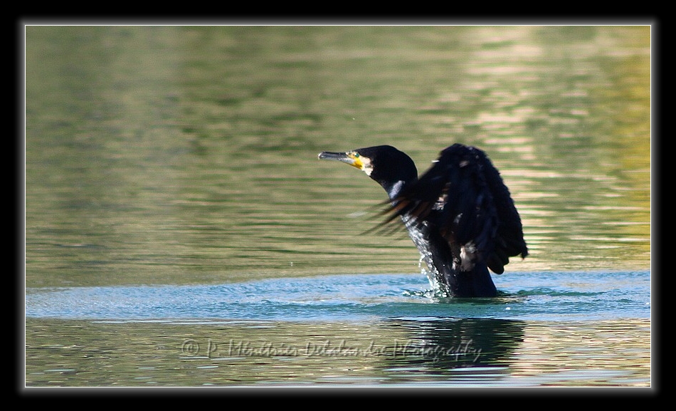 Décollage laborieux d'un Cormoran...