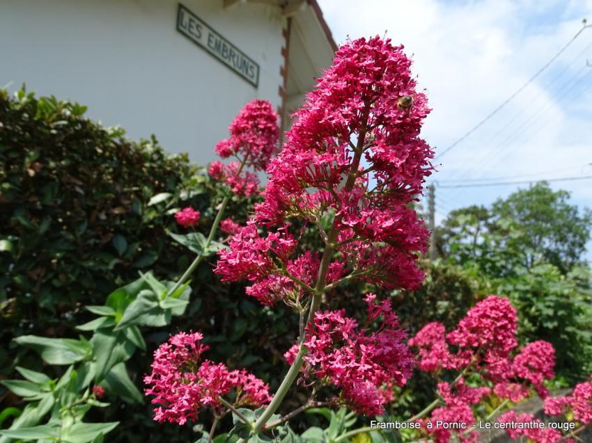 Le centranthe rouge 