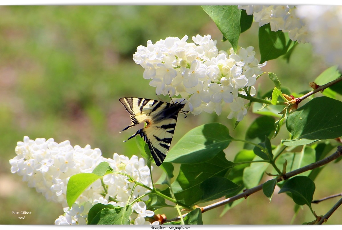 Les butineurs du lilas.
