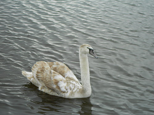 DSCN0074.JPG
