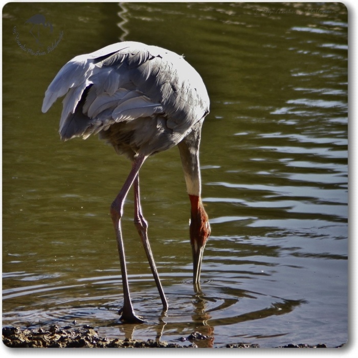 Grue Antigone...