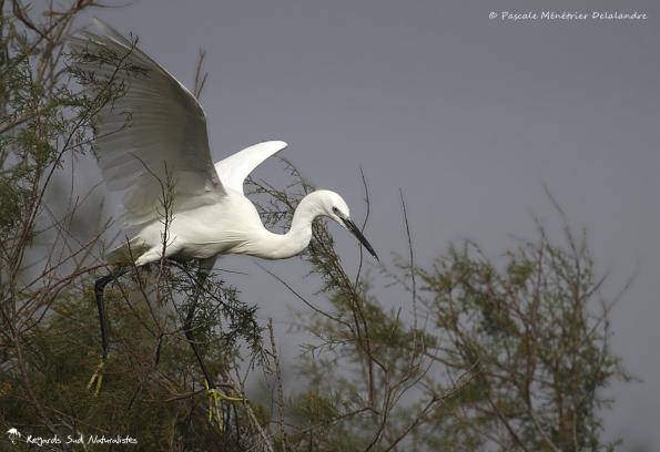 Aigrette garzette - Même pour un oiseau, l'équilibre n'est pas toujours une mince affaire !