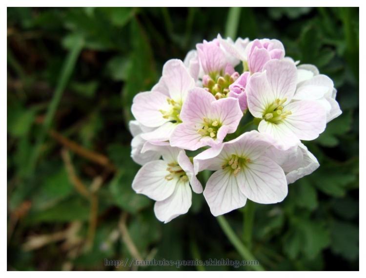 La cardamine des prés